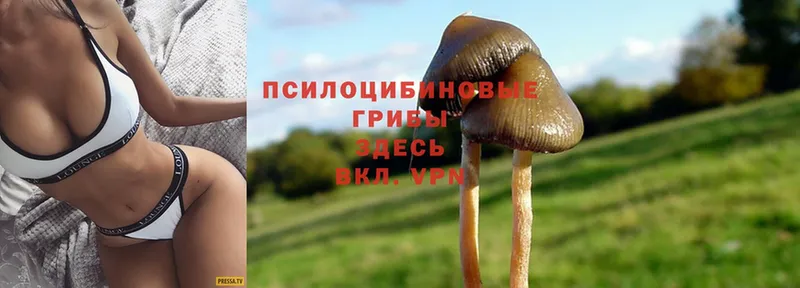 МЕГА как войти  Лодейное Поле  Галлюциногенные грибы Psilocybine cubensis 